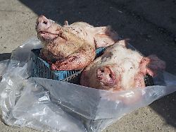 zwei rohe schweinekoepfe liegen auf einem markt auf der strasse in der sonne gjumri giumri gyumri provinz schirak armenien