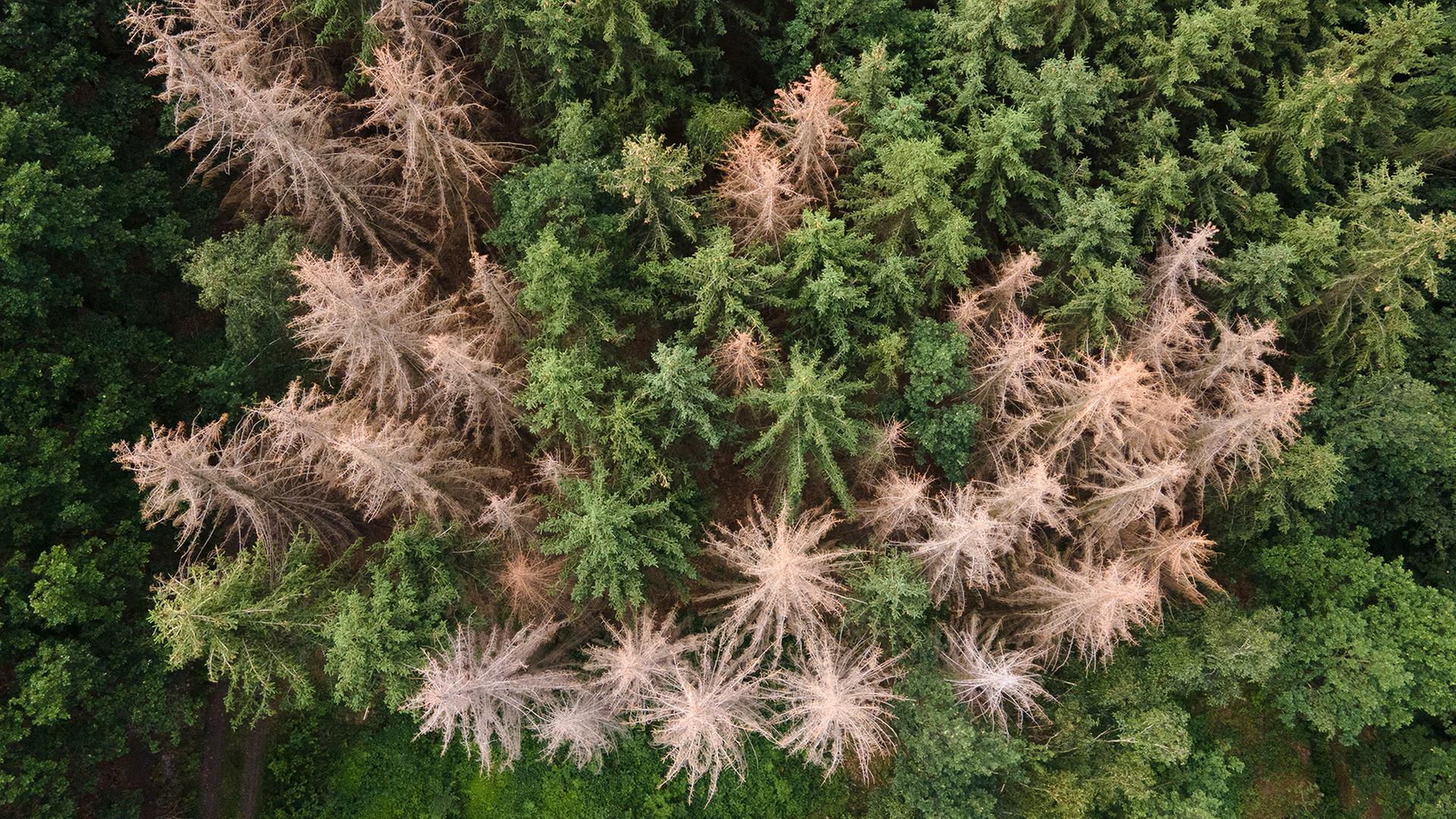 borkenkaefer fichten 100