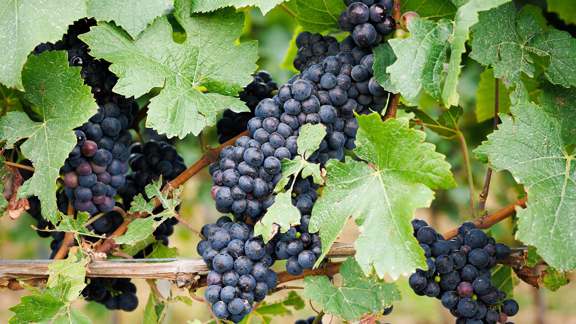 spaetburgunder trauben 100