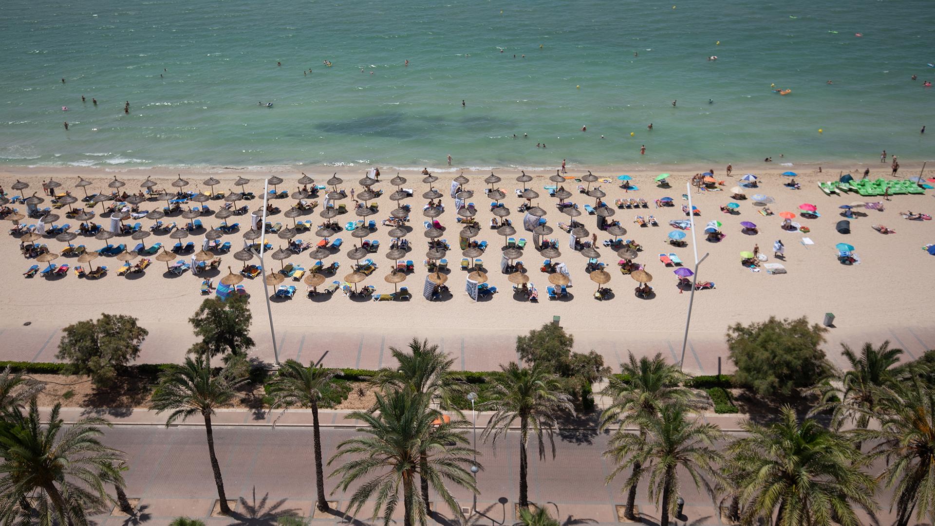 strand palmen mallorca 102