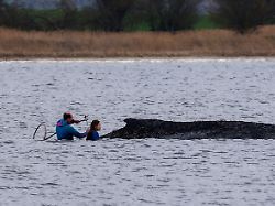 03 04 2026 mecklenburg vorpommern weitendorf hof einsatzkraefte der feuerwehr benetzen den ruecken des wals der aus dem wasser ragt der vor wismar gestrandete buckelwal ist noch am leben