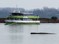 15 04 2026 mecklenburg vorpommern wismar ein fahrgastschiff faehrt in sichtweite an dem gestrandeten buckelwal in einer bucht vor der ostseeinsel poel vorbei