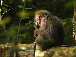 a monkey takes a bite of a plant in the woods near a residential area in azumino central japan thursday oct 2 2025