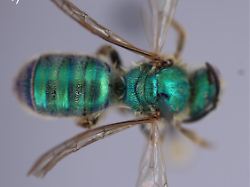 agapostemon20subtilior