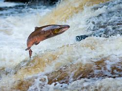 atlantic salmon salmo salar river almond perthshire scotland