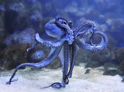 auge in auge mit einem oktopus eye to eye with the octopus