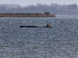 der buckelwal liegt am nachmittag noch immer auf einer sandbank vor der insel poel