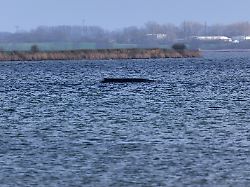 der buckelwal liegt am nachmittag noch immer in vor der insel poel fest