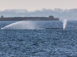 der buckelwal liegt am fruehen vormittag noch immer auf einer sandbank vor der insel poel links ein sprinkler mit dem die haut des tieres mit wasser benetzt wird