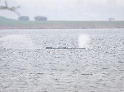 der buckelwal liegt weiterhin vor der insel poel der vor poel gestrandete buckelwal bleibt in einem gesundheitlich schlechtem zustand das umweltministerium bespricht das weitere vorgehen