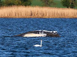 der buckelwal liegt wieder vor der insel poel