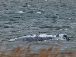 der buckelwal vor der insel poel schwimmt frei der seit knapp drei wochen vor der ostseekueste mecklenburg vorpommerns festsitzende buckelwal schwimmt