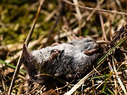 der kadaver einer toten spitzmaus liegt auf einem feld in brandenburg
