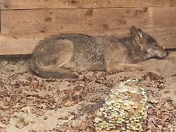 der wolf der eine frau in hamburg verletzt hat liegt in eine wildtierauffangstation bei sachsenhagen