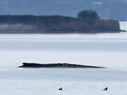 der gestrandete buckelwal liegt in einer bucht der ostseeinsel poel