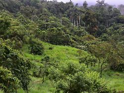 der sich regenerierende wald war noch vor wenigen jahren eine weide