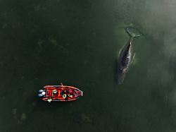 die von greenpeace deutschland zur verfuegung gestellte aufnahme zeigt den gestrandeten buckelwal vor der insel poel in der ostsee greenpeace ist vor ort und unterstuetzt die laufenden massnahmen 1