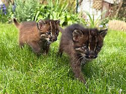dieses vom zoo heidelberg zur verfuegung gestellte foto zeigt die beiden asiatischen goldkatzen samin und mirza in ihrem gehege im heidelberger zoo