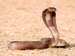 egyptian cobra snake naja haje india