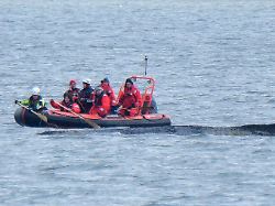 ein boot von greenpeace faehrt an einem in der ostsee liegenden wal entlang der vor rund einer woche beim timmendorfer strand an der ostseekueste gestrandete wal liegt aktuell vor wismar