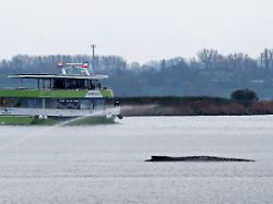 ein fahrgastschiff faehrt in sichtweite des gestrandeten buckelwals vorbei zuvor wurde es von polizei eskortiert