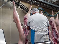 ein metzger zerteilt in einem schlachthof ein geschlachtetes schwein mit einer saege in zwei haelften