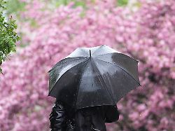 ein passant geht im stroemenden regen an einer bluehenden zierkirsche vorbei