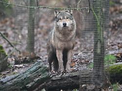 ein wolf laeuft durch ein gehege im tierpark wildparadies tripsdrill