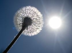 eine pusteblume im hofgarten