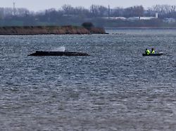 einsatzkraefte der feuerwehr benetzen den ruecken des wals der aus dem wasser ragt der vor wismar gestrandete buckelwal ist noch am leben