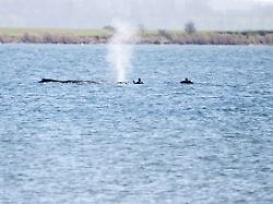 einsatzkraefte naehern sich dem gestrandeten buckelwal seit rund einer woche liegt der wal an derselben stelle vor poel