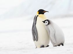 emperor penguin parent and chick together on snowy antarctica ruef04684