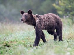 europaeischer braunbaer oder eurasische braunbaer ursus arctos arctos junger braunbaer spaziert auf wiese bieszczady polen europa