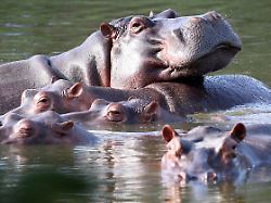 flusspferde schwimmen in der lagune im hacienda napoles park dem ehemaligen privatanwesen des drogenbarons escobar der vor jahrzehnten drei weibliche und ein maennliches nilpferd importierte