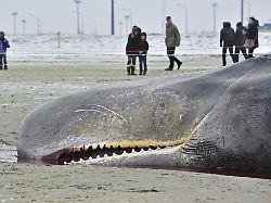 gestrandeter pottwal physeter macrocephalus am strand von knokke belgien europa