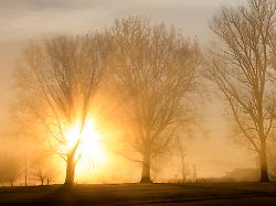 hinter baeumen geht am morgen die sonne im nebel auf
