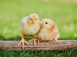 huehnerkueken gallus domesticus auf holz auf einer wiese slowakei europa chickens gallus domesticus at wood at a meadow slovakia europe copyright imagebroker davidx xmichaxsheldon ibxshe08351749