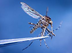 in island wurden erstmals stechmuecken entdeckt