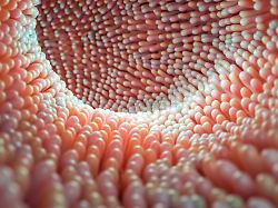 intestinal microvilli close up 3d rendering illustration microbiology anatomy biology science medicine medical and healthcare concepts