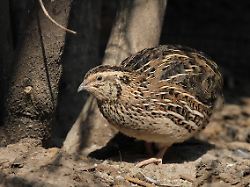 japanische wachtel coturnix japonica credit dennis hansen quelle https news exeter ac