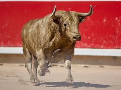 july 7 2024 pamplona navarre spain recortadores group performance in the bullring of the san fermin festival in pamplona northern spain