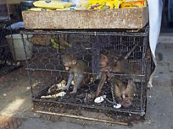 junge makaken macaca im kaefig zum verkauf auf markt hanoi vietnam suedostasien asien