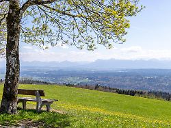 loewenzahn blueht am hohen peissenberg vor der kulisse der alpen