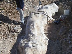 pm saupropode 6 768x1024 1