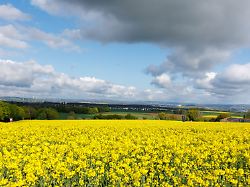 raps blueht auf einem feld bei huenfelden