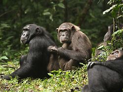 sandel20adz494420image201