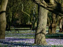 spaziergaenger nutzen das fruehlingswetter fuer einen sonntagsspaziergang im botanischen garten wo krokusse bluehen