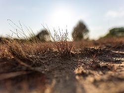 vertrocknete landschaft in einem ehemaligen uebungsgebiet des militaer am 28 mai 2023 bei luckenwalde in brandenburg das risiko fuer waldbraende ist in munitionsbelasteten gebieten extrem hoch
