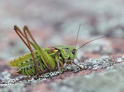 warzenbeisser decticus verrucivorus heuschrecke langfuehlerschrecke insekt makro tiere insekten schwarzwald feldberg region baden wuerttemberg bundesrepublik deutschland