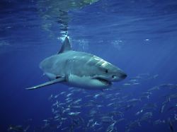 weisser hai carcharodon carcharias mexiko pazifischer ozean guadalupe mittelamerika